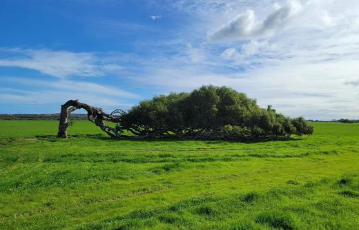 西澳大利亚“粉红湖”、尖峰石阵“双子座流星雨”星空拍摄、波浪岩、海岸风光、珀斯12天摄影团 商品图9