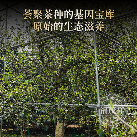 【困鹿山】  2025年春茶云南普洱茶区困鹿山古树纯料普洱生茶饼357g 商品图1