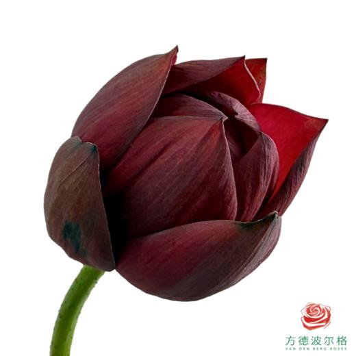 荷花-墨红 5支一扎 商品图2