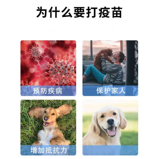 英特威犬四联疫苗一针 商品图1