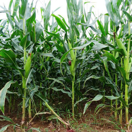 阿比该糯玉米850g 商品图6