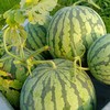 【香甜爽口，甜蜜爆汁~】麒麟西瓜水果 新鲜10斤爆甜多汁 沙瓤薄皮手撕 应季水果麒麟瓜美都-QQ 商品缩略图3