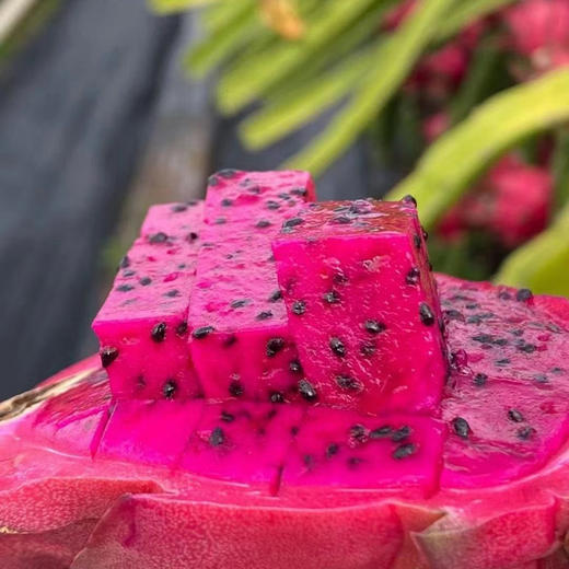 海南红心蜜宝火龙果 商品图1