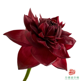 荷花-墨红 5支一扎