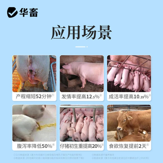 【积分兑换】华畜复方布他磷注射液100ml 动物能量补充剂 维生素B12  解僵 商品图3