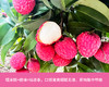 增城仙进奉荔枝3斤精选果 商品缩略图3