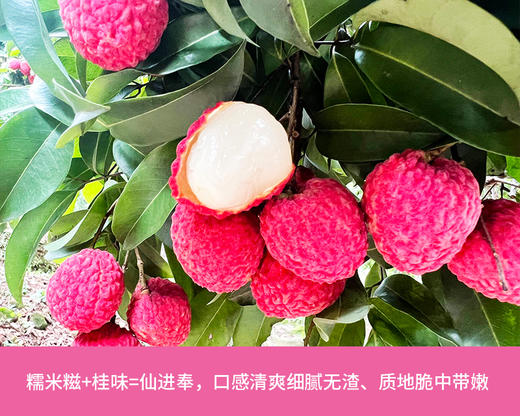 增城仙进奉荔枝3斤精选果 商品图3