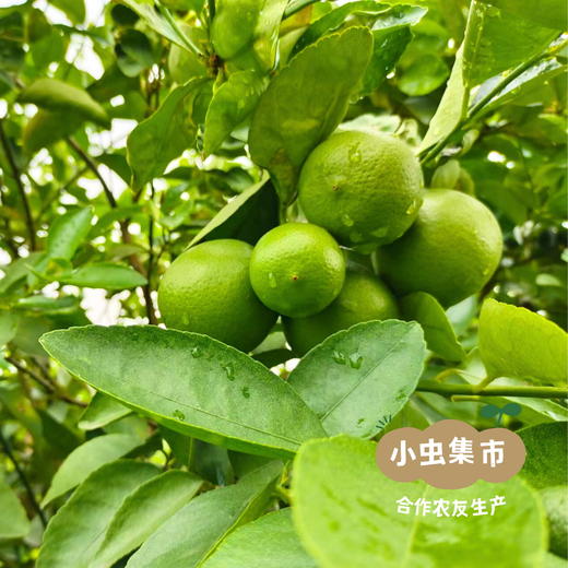 生态无籽青柠檬 3斤 | 合作农友生产，产自福建漳州，生产者：戴胜利 *【公平贸易农人定价】 商品图6