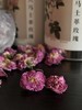 2025玫瑰季，大马士革玫瑰/平阴玫瑰花！ 商品缩略图5