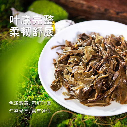 正皓茶业丨大班章 龙珠生普 普洱生茶 2022年 175g 浓酽好滋味 商品图4