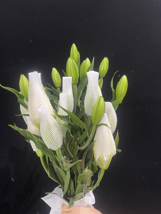 精品百合花白雪公主3头5支 商品图4