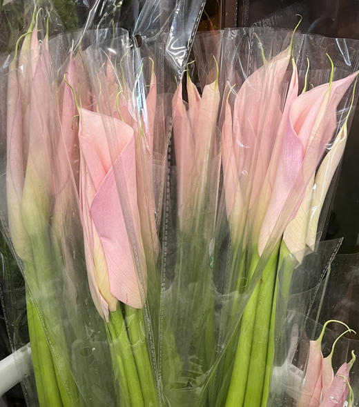 国产马蹄莲-【火烈鸟】粉 商品图3