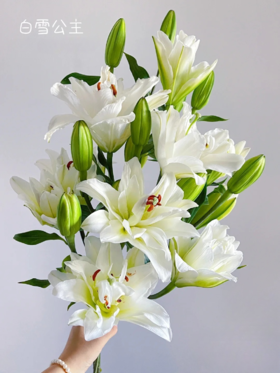 精品百合花白雪公主3头5支