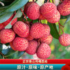 【香山鸡嘴荔】  壳薄肉厚，一口甜蜜爆汁 商品缩略图0