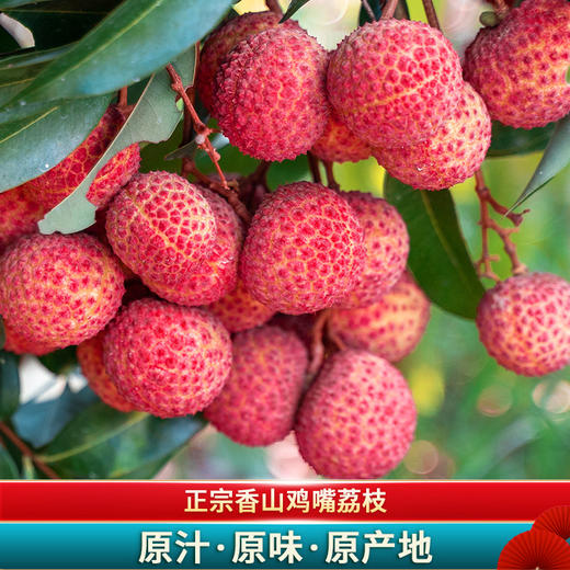 【香山鸡嘴荔】  壳薄肉厚，一口甜蜜爆汁 商品图0