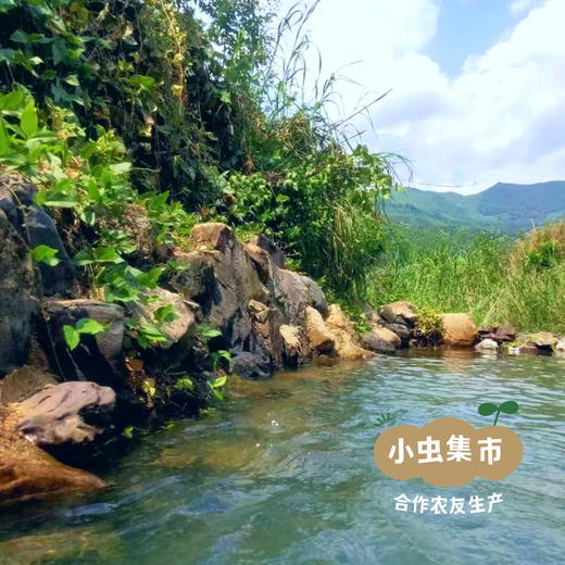 诏安乌山红菇干 深山采集 50g/袋 | 合作农友生产，产自福建诏安，生产者：张雪玲 &【公平贸易农人定价】 商品图12