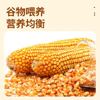 温氏供港鲜鸡蛋40枚/4斤家庭装 杂粮喂养 生鲜鸡蛋  牛奶早餐健康食材 商品图5