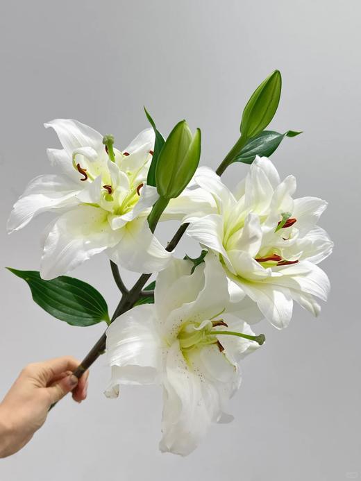 精品百合花白雪公主3头5支 商品图2
