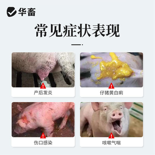华畜0.5g硫酸头孢喹肟注射液20ml*2支 产后消炎 仔猪黄白痢华畜 商品图1