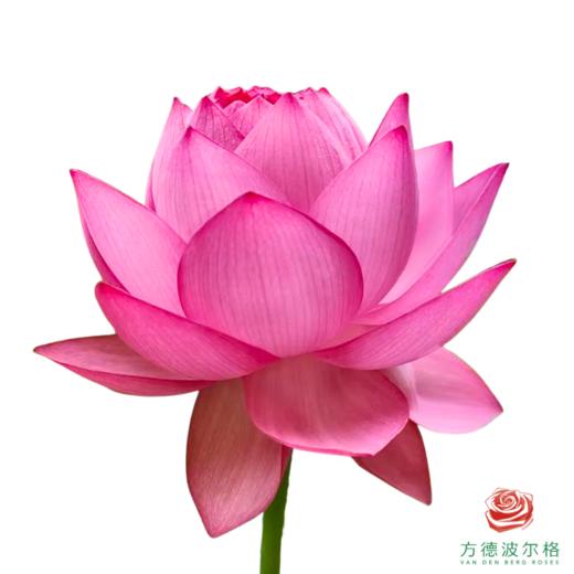 荷花-宜良千瓣 5支一扎 商品图0