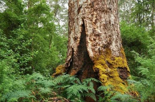 西澳大利亚“粉红湖”、尖峰石阵“双子座流星雨”星空拍摄、波浪岩、海岸风光、珀斯12天摄影团 商品图11