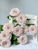 国产单头玫瑰花曼塔10支 商品缩略图6