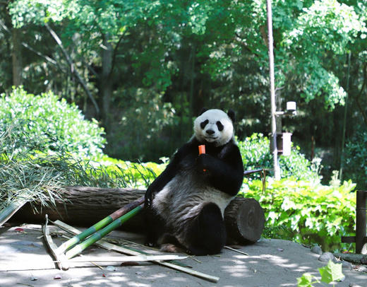 1人成团【都江堰-熊猫有约一日研学】走进大熊猫别墅，“熊猫青团”非遗造纸术，化身熊猫营养师，制作熊猫窝窝头，含大熊猫荣誉证书 商品图11