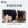 华畜兽药 双丁注射液10支 清热解毒 消痈散结 主治奶牛临床型乳房炎 商品缩略图1