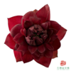荷花-墨红 5支一扎 商品缩略图3
