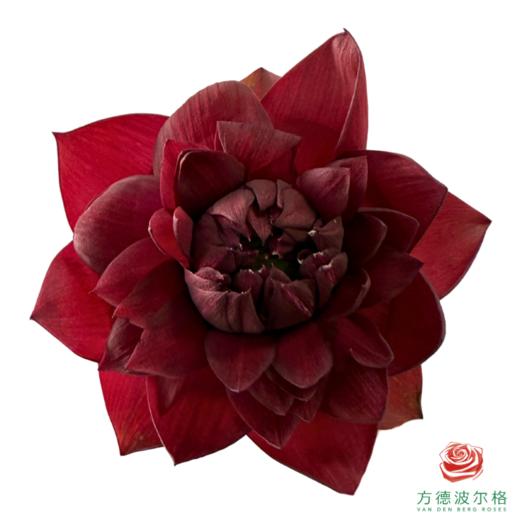 荷花-墨红 5支一扎 商品图3