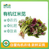 有机红米苋500g 商品缩略图0
