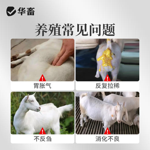 华畜兽用乳酶生片猪羊家畜幼畜腹泻胀气助消化促反刍益生菌乳酸菌 商品图1
