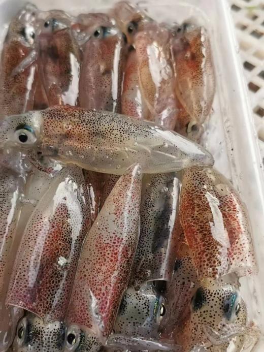 & 一口一个小鱿鱼（一口管），酱爆、白灼、粉丝煲，口感鲜甜爽脆！活冻 商品图2