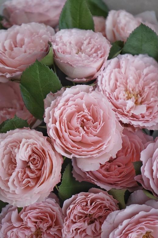 粉梅拉玫瑰【堤坝上有兜卖风筝的小贩，他们在预售浪漫】简小姐精选粉色 稀有玫瑰粉梅拉 2件包邮 下单7天发货 商品图1