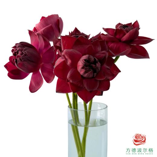 荷花-墨红 5支一扎 商品图1