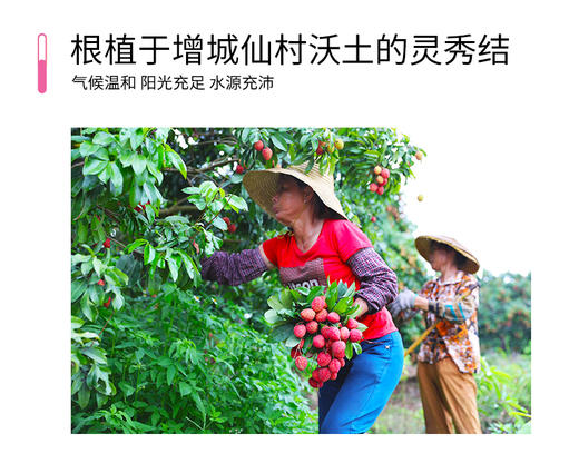 增城仙进奉荔枝3斤精选果 商品图5