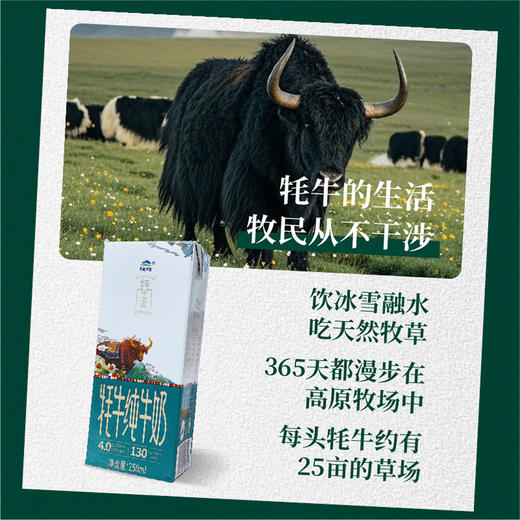 【尝鲜装】青藏祁莲祁连山牧场 牦牛奶含量≥95% 250ml*2支 商品图3