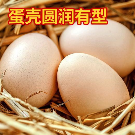 鸟得喜   富硒土鸡蛋 商品图1