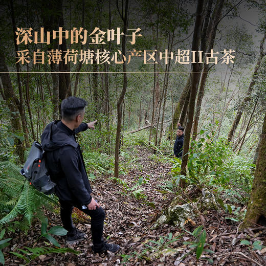 【2025年春茶】【蛇首—薄荷塘单株】原料选自薄荷塘19号茶农600年古树单株， 稀缺资源一泡难求，每一泡都是王者！600克/罐 商品图1