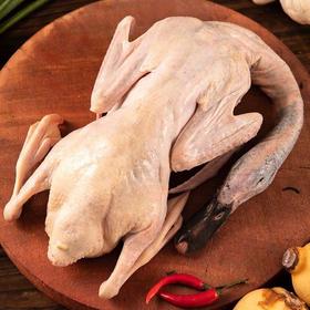 【康在此】地理标志产品 | 洪湖绿头老野鸭 无膻味 久炖肉不散 紧实有嚼劲 四季温补 严格检疫可追溯