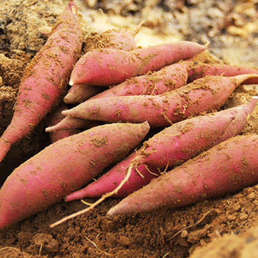 【肉质细腻，软糯香甜】六鳌蜜薯 3/9斤新鲜蔬菜 糖心红薯板栗 香糯番薯 地瓜洋芋头-QQ 商品图1