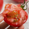 〔产地直发包邮038〕山东水果番茄 商品缩略图0