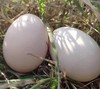 林地散养土鸡蛋 新鲜限量 (30枚装) 商品缩略图1