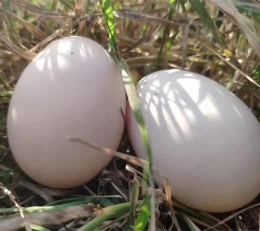 林地散养土鸡蛋 新鲜限量 (30枚装) 商品图1