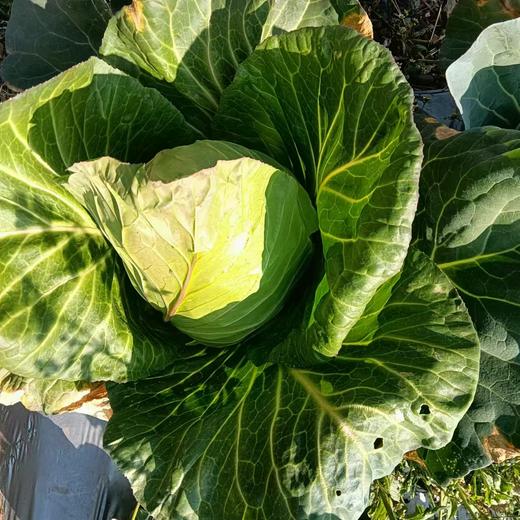 脆爽多汁有机青甘蓝1.5kg   高原小甘甜  香气满满  口感满满 商品图5
