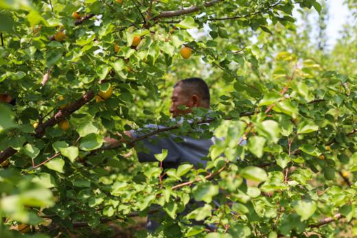 【顺丰/京东包邮】2025新品尝鲜59.9崂山香蜜杏小白杏糖度可达20自带花香果香一杏两吃杏仁也可以食用顺丰京东基地直邮 商品图1