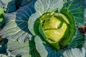 脆爽多汁有机青甘蓝1.5kg   高原小甘甜  香气满满  口感满满