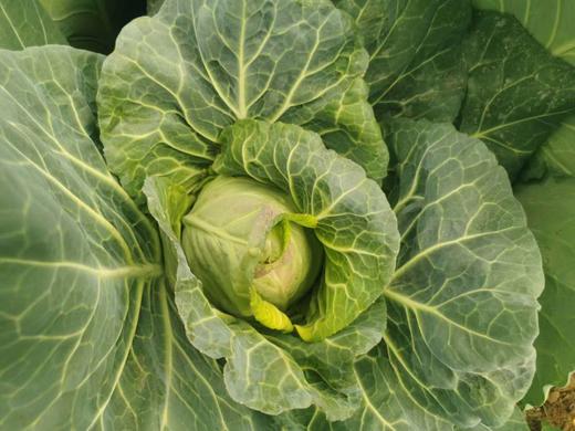 脆爽多汁有机青甘蓝1.5kg   高原小甘甜  香气满满  口感满满 商品图3