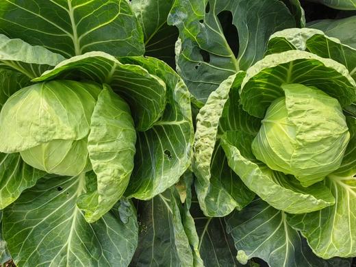 脆爽多汁有机青甘蓝1.5kg   高原小甘甜  香气满满  口感满满 商品图6