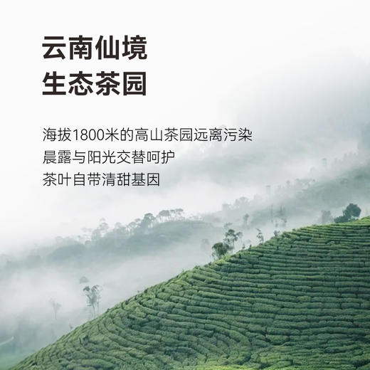 贝叶集红茶 露华浓云南熟果香滇红50g盒装办公室下午泡茶叶伴手礼 商品图4